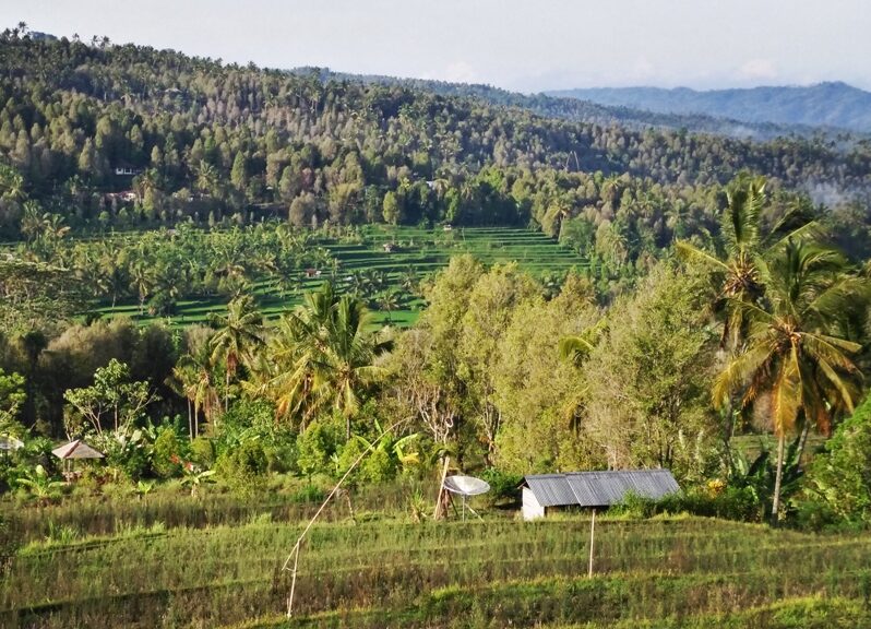 Munduk risaie
