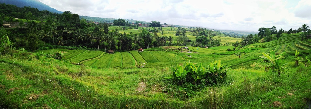 punto panoramico risaie Jatiluwih bali