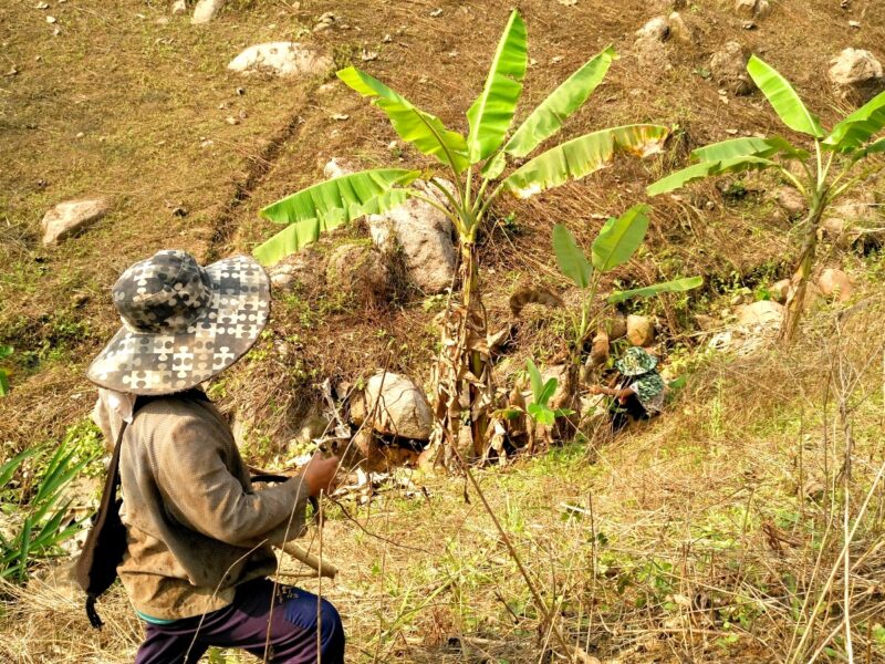 campi di ananas thailandia