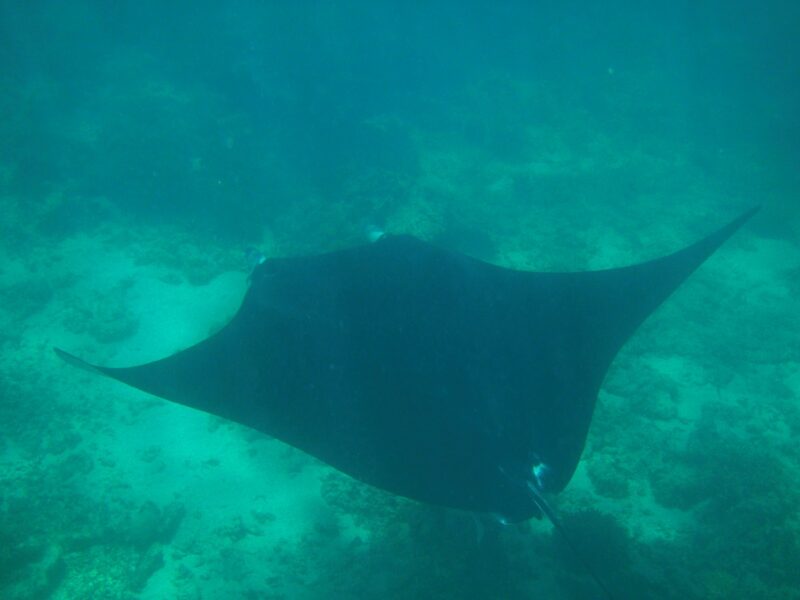 nuotare con una manta western australia