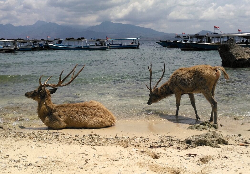 ervi sulla spiaggia di Menjangan island